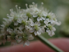 Angelica kingii