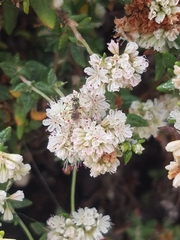 Eriogonum parvifolium