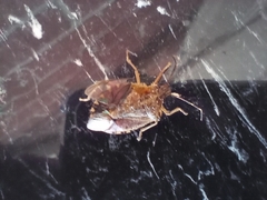 Podisus maculiventris