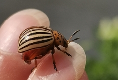 Leptinotarsa decemlineata