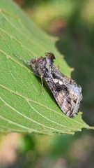 Chrysodeixis