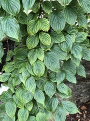 Hydrangea paniculata