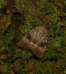Amphipyra pyramidea