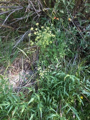 Angelica kingii