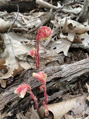 Monotropa hypopitys