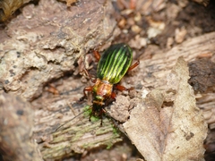 Carabus auronitens
