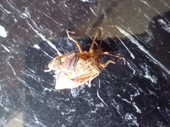 Podisus maculiventris