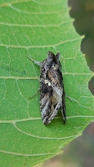 Chrysodeixis