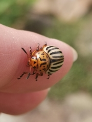 Leptinotarsa decemlineata