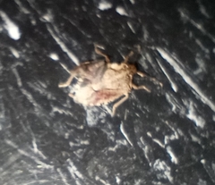 Podisus maculiventris