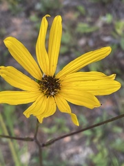 Helianthus atrorubens
