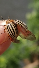 Leptinotarsa decemlineata