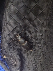 Spondylis buprestoides