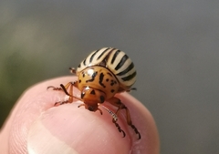 Leptinotarsa decemlineata