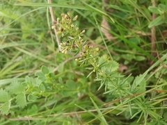Galium verum