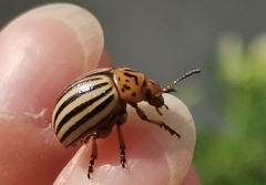 Leptinotarsa decemlineata