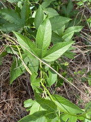 Passiflora incarnata