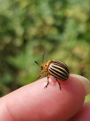 Leptinotarsa decemlineata