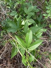 Passiflora incarnata