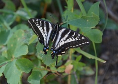 Papilio eurymedon