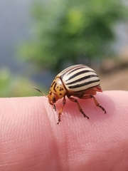 Leptinotarsa decemlineata