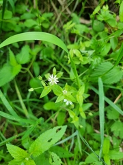 Stellaria aquatica