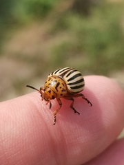 Leptinotarsa decemlineata