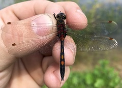 Leucorrhinia rubicunda