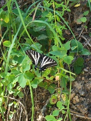 Papilio eurymedon