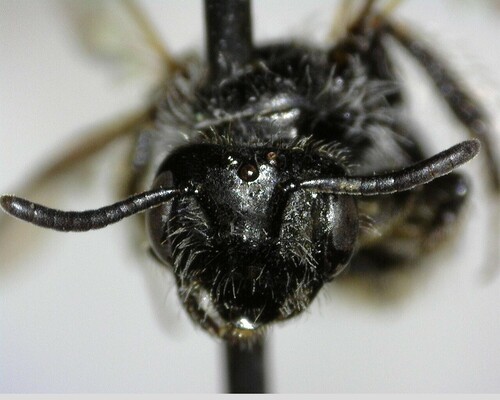 iNaturalist observation photo of Panurginus