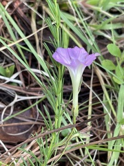 Ipomoea capillacea