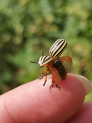 Leptinotarsa decemlineata