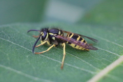 Vespula maculifrons