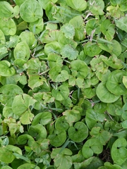 Dichondra carolinensis