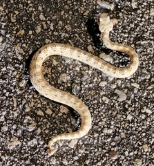 Crotalus cerastes cerastes