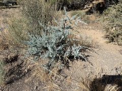 Juniperus occidentalis