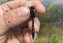 Leucorrhinia rubicunda