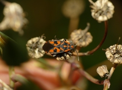 Spilostethus saxatilis
