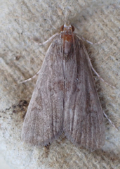 Elophila gyralis