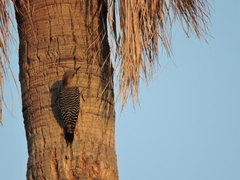 Melanerpes aurifrons