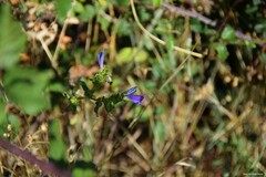 Echium rosulatum