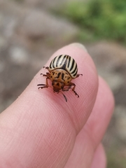 Leptinotarsa decemlineata