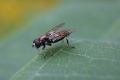 Xylotina