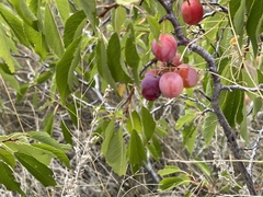 Prunus americana