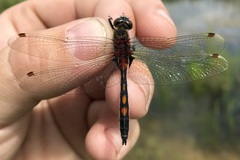 Leucorrhinia rubicunda
