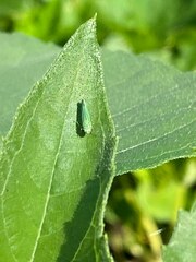 Graphocephala atropunctata
