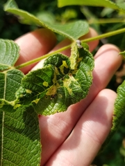 Pseudomicrostroma juglandis