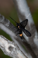 Psichotoe duvaucelii