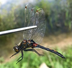 Leucorrhinia rubicunda