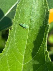Graphocephala atropunctata